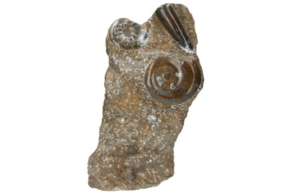Standobjekt 25x38cm mit 3 Ammoniten und 1 Orthoceras