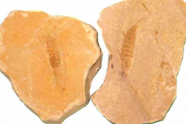 Fossile Fliegenlarve 35-40mm, China