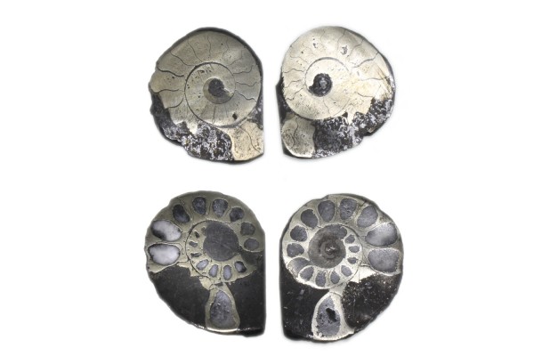 Ammoniten-Paar 26-34mm, pyritisiert