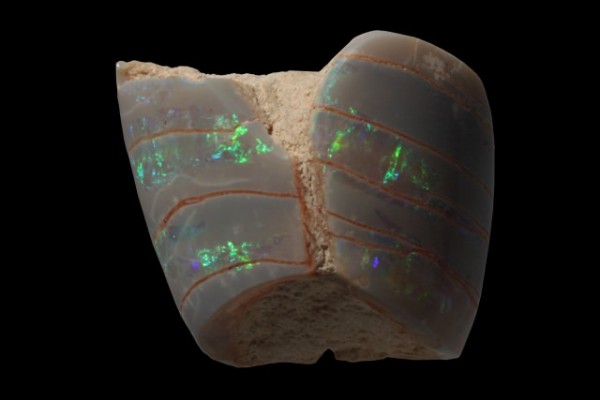 Langustenschere 31x25x20mm, fossiler Opal