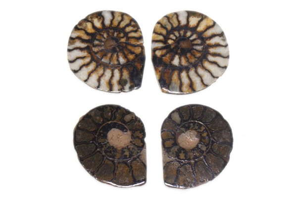Ammoniten-Paar 26-34mm