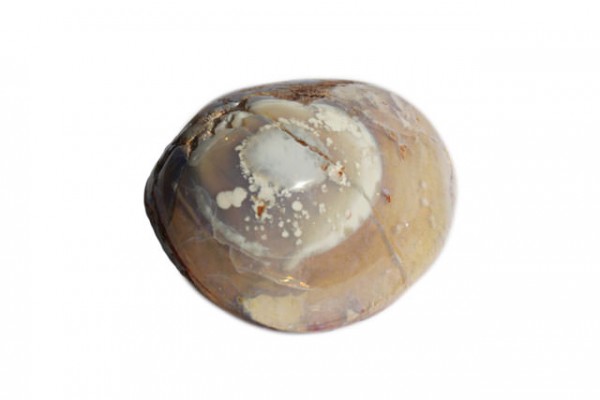 Muschel 18x17mm, fossiler Opal
