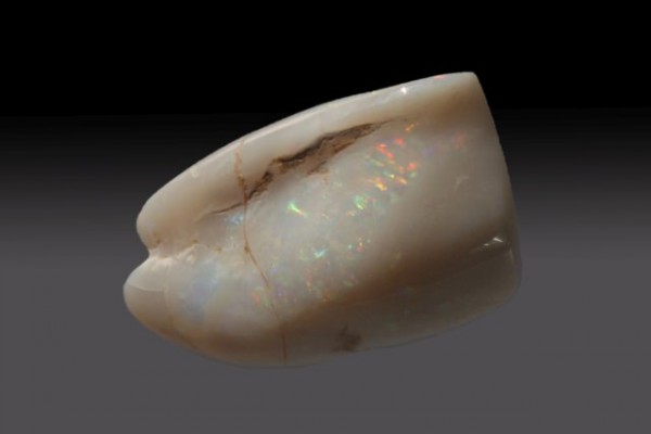 Langustenschere 22x31x19mm, fossiler Opal